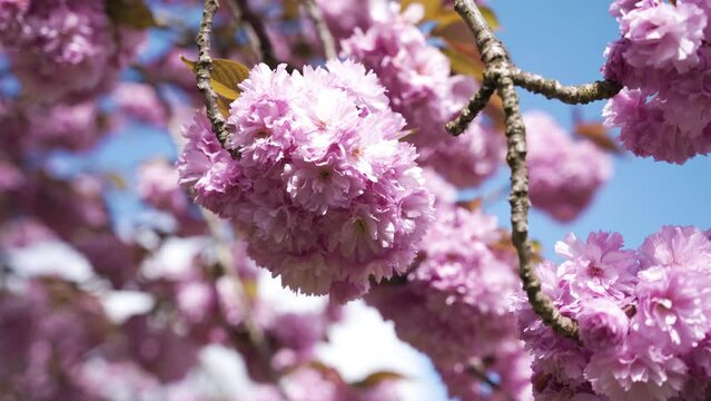 Cerisier dans un parc au soleil
