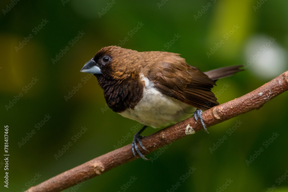 Wall mural The Javan munia (Lonchura leucogastroides) is a species of estrildid finch native to southern Sumatra, Java, Bali and Lombok islands in Indonesia.