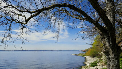 romantischer Blick entlang des Ufers am Bodensee mit gekrümmten Baum und hellem Kies bei blauem...