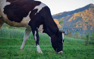 cow in a field. Black and white cow eating grass . cow eating green grass , mountain cow 