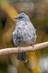 The grey-bellied bulbul (Ixodia cyaniventris) is a species of songbird in the bulbul family. It is found on the Malay Peninsula, Sumatra and Borneo.