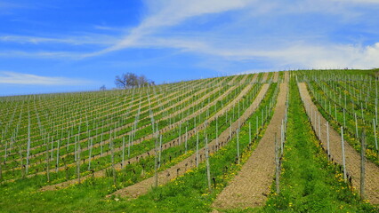 sonniger Weinberg am Bodensee mit  gepflügten Zwischenräumen  im Frühling bei blauem Himmel