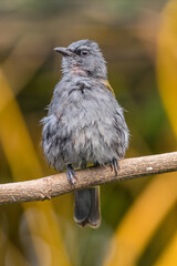 The grey-bellied bulbul (Ixodia cyaniventris) is a species of songbird in the bulbul family. It is found on the Malay Peninsula, Sumatra and Borneo.