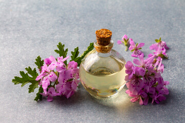 Pelargonium graveolens flower and essential pelargonium oil