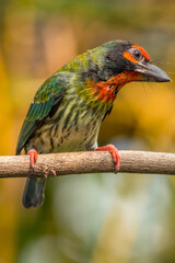 The coppersmith barbet (Psilopogon haemacephalus), also called crimson-breasted barbet and coppersmith