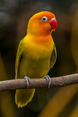 A lovebird (Agapornis) is a type of parrot. There are nine species. They are a social and affectionate small parrot.