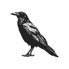 Obraz premium Raven black silhouette vector illustration isolated on white background Crow Flat Logo Icon Clipart