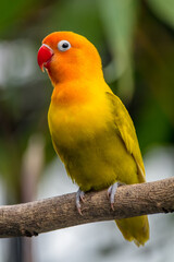 A lovebird (Agapornis) is a type of parrot. There are nine species. They are a social and affectionate small parrot.