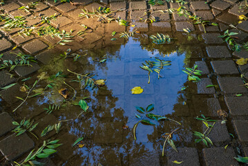 Fallen green leaves and leftover rainwater on brick path after strong wind and heavy rain in summer