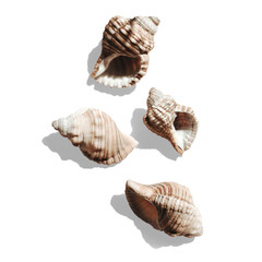 sea shells, with transparent background and shadow