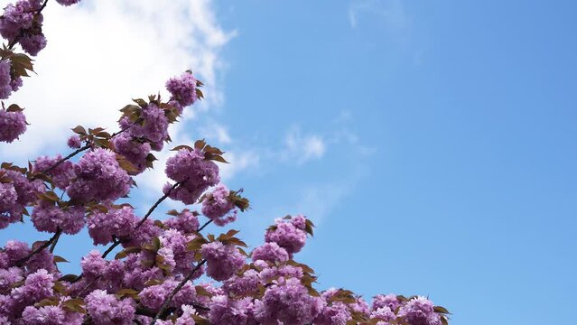 Cerisier dans un parc au soleil

