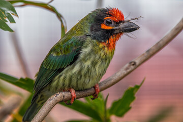 The coppersmith barbet (Psilopogon haemacephalus), also called crimson-breasted barbet and coppersmith