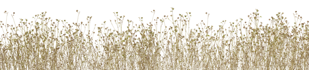 Foto op Aluminium Wild grass field, flowers and meadow in nature, Tropical forest isolated on transparent background - PNG file, 3D rendering for create and design © EcoSpace