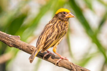 The streaked weaver (Ploceus manyar) is a species of weaver bird found in South Asia and South-east...