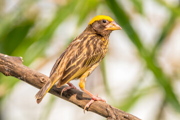 The streaked weaver (Ploceus manyar) is a species of weaver bird found in South Asia and South-east...