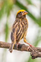 The streaked weaver (Ploceus manyar) is a species of weaver bird found in South Asia and South-east Asia