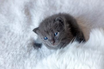Gray baby cat is very cute
