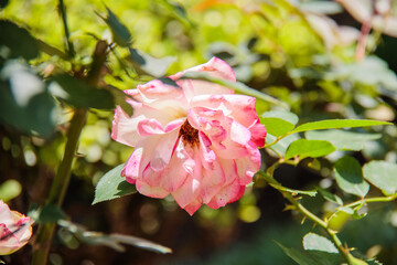 rose in a garden in Rio de Janeiro.