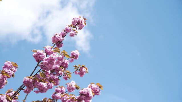 Cerisier dans un parc au soleil
