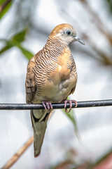 The zebra dove (Geopelia striata), also known as the barred ground dove, or barred dove, is a species of bird of the dove family, Columbidae