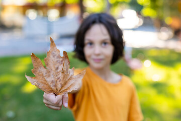 Autumn mood. Little boy plays with autumn leaves in the park. - 781425674