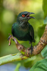 The Asian glossy starling (Aplonis panayensis) is a species of starling in the family Sturnidae. It...