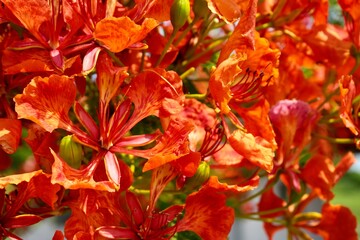 Beautiful Orange Delonix regia or royal poinciana, flamboyant or phoenix tree in full bloom.