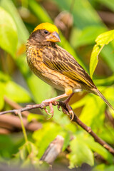 The streaked weaver (Ploceus manyar) is a species of weaver bird found in South Asia and South-east Asia