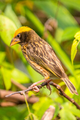 The streaked weaver (Ploceus manyar) is a species of weaver bird found in South Asia and South-east Asia