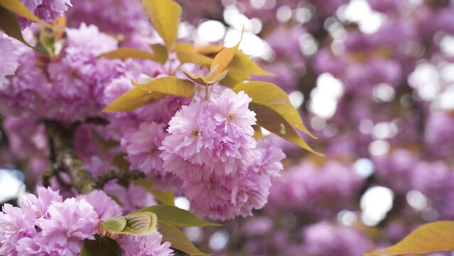 Cerisier dans un parc au soleil
