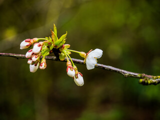 branch of a cherry