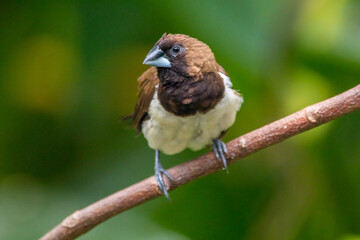 The Javan munia (Lonchura leucogastroides) is a species of estrildid finch native to southern Sumatra, Java, Bali and Lombok islands in Indonesia.