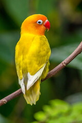 A lovebird (Agapornis) is a type of parrot. There are nine species. They are a social and affectionate small parrot.
