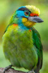 The red-throated barbet (Psilopogon mystacophanos) is a species of bird in the family Megalaimidae