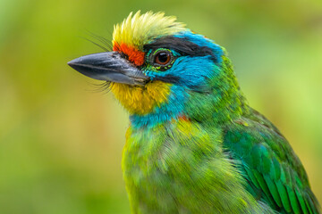 The red-throated barbet (Psilopogon mystacophanos) is a species of bird in the family Megalaimidae