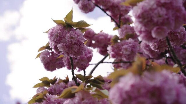 Cerisier dans un parc au soleil
