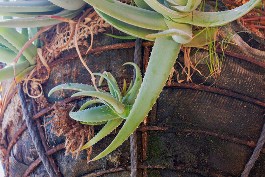 Aloe vera plants growing in an old, weathered wooden barrel. The green succulent leaves are thick and fleshy, with white teeth along their edges. aloe vera plant in garden in a modern pot. organic