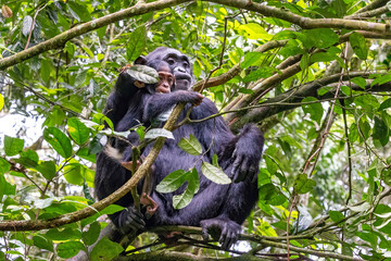 Mother and baby chimpanzees, pan troglodytes, in the tree canopy of Kibale National Park, western Uganda. Park conservation programme means that some troupes are habituated for human contact.
