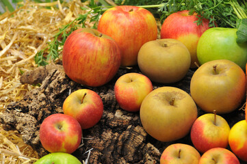 Fruits d'hiver