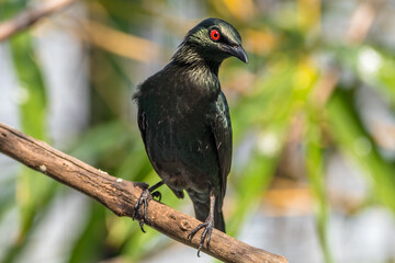 The Asian glossy starling (Aplonis panayensis) is a species of starling in the family Sturnidae. It is found in Bangladesh, Brunei, India, Indonesia