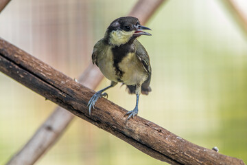 The great tit (Parus major) is a small passerine bird in the tit family Paridae