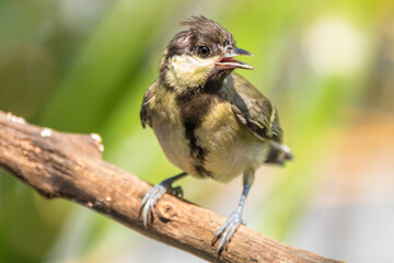 Fototapeta premium The great tit (Parus major) is a small passerine bird in the tit family Paridae