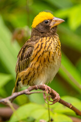 The streaked weaver (Ploceus manyar) is a species of weaver bird found in South Asia and South-east Asia