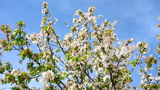 White flowers of sour cherry. Blooming sour cherry tree in orchard. Prunus cerasus. Close up of blooming tree in spring. Fruit growing.