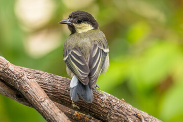 Obraz premium The great tit (Parus major) is a small passerine bird in the tit family Paridae