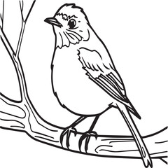 Obraz premium Robin coloring pages. Robin bird outline pages for coloring book