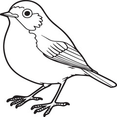 Robin coloring pages. Robin bird outline pages for coloring book