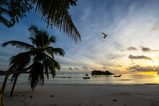 Hovering tern on a tropical beach