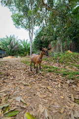 A goat standing