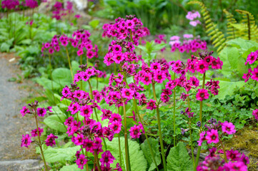 Lovely pink flowers blooming in a garden 